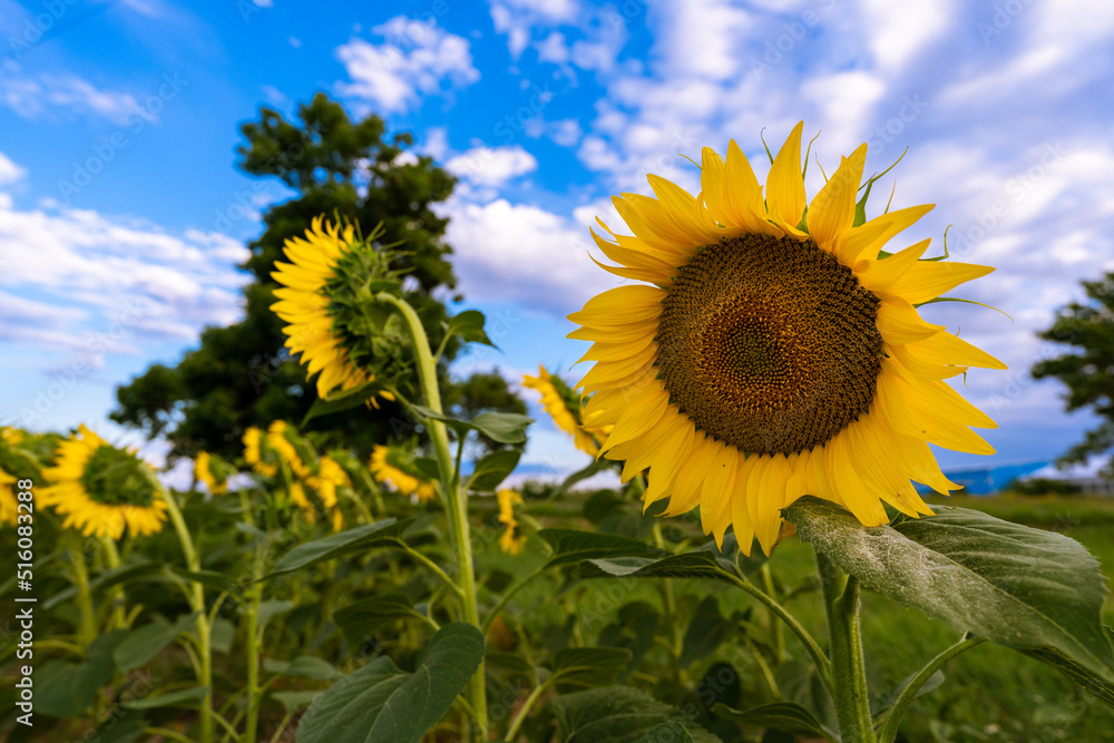 sunflowers field with blue cloudy sky, agriculture concept, Sunflowers are Growing on the Big field. Wonderful view field of sunflowers by summertime. Black sunflower seeds. sunflowers field with blue cloudy sky, agriculture concept, Sunflowers are Growing on the Big field. Wonderful view field of sunflowers by summertime. Black sunflower seeds.