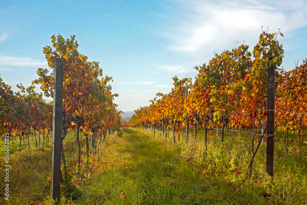 Fototapeta premium Reben im Herbst, Südpfalz