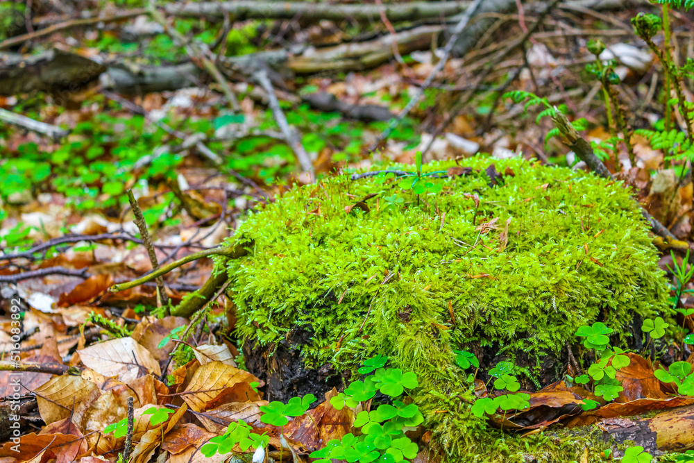 Sawed eaten tree stump and wood on forest floor Germany. Sawed eaten tree stump and wood on forest floor Germany.
