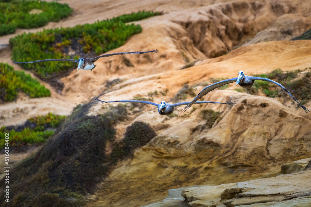 2022-07-09 THREE BROWN PELICANS SOARING OVER THE CLIFFS NEAR THE LA JOLLA COVE IN SAN DIEGO CALIFORNIA 2022-07-09 THREE BROWN PELICANS SOARING OVER THE CLIFFS NEAR THE LA JOLLA COVE IN SAN DIEGO CALIFORNIA