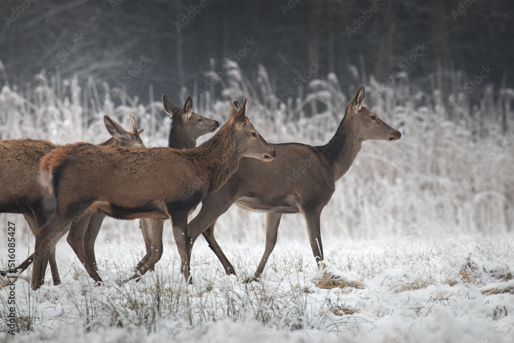 Beautiful herd of red deer, Cervus elaphus, on a white meadow in the snow, large forest animals in the game refuge, nature reserve in winter, beautiful snow-covered meadow and wild animals Beautiful herd of red deer, Cervus elaphus, on a white meadow in the snow, large forest animals in the game refuge, nature reserve in winter, beautiful snow-covered meadow and wild animals