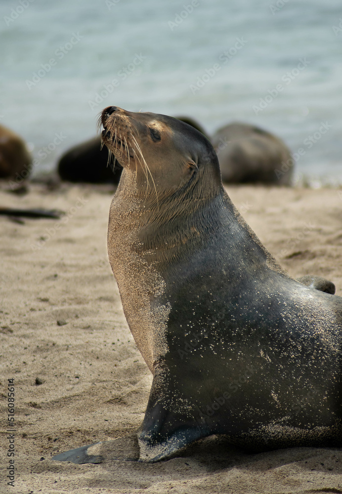 Fototapeta premium León marino de las islas Galápagos posando en la isla de San Cristóbal 