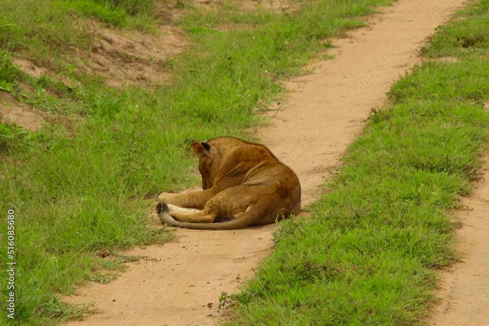 Fototapeta premium lion cub in the grass in uganda