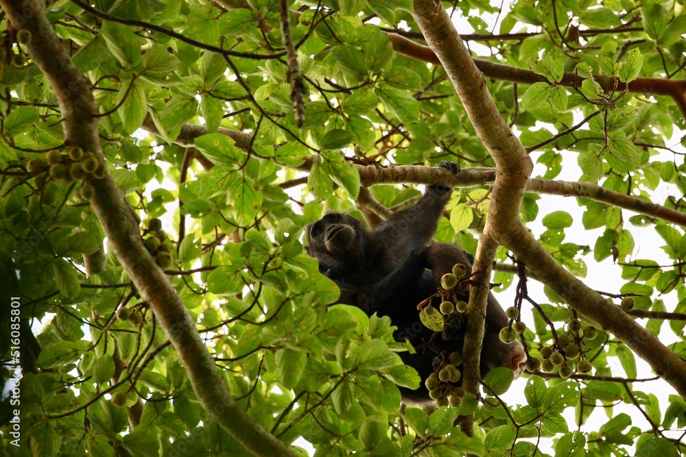 chimpanzee in a tree on safari in uganda chimpanzee in a tree on safari in uganda