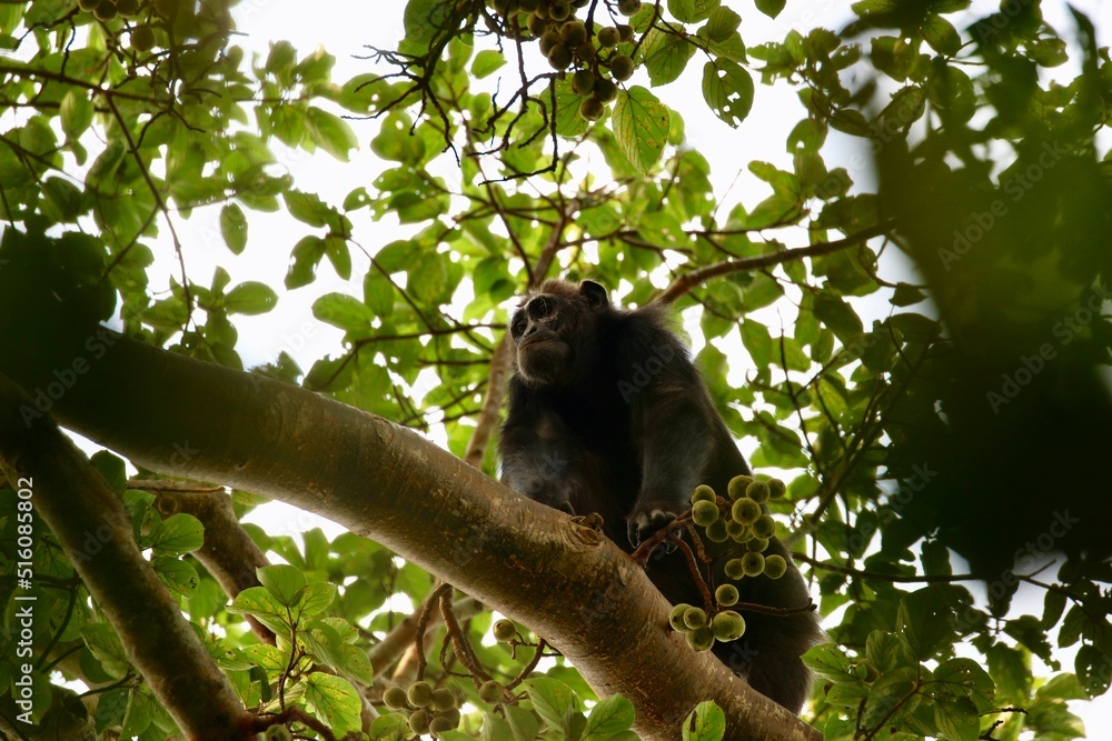 chimpanzee in a tree on safari in uganda chimpanzee in a tree on safari in uganda