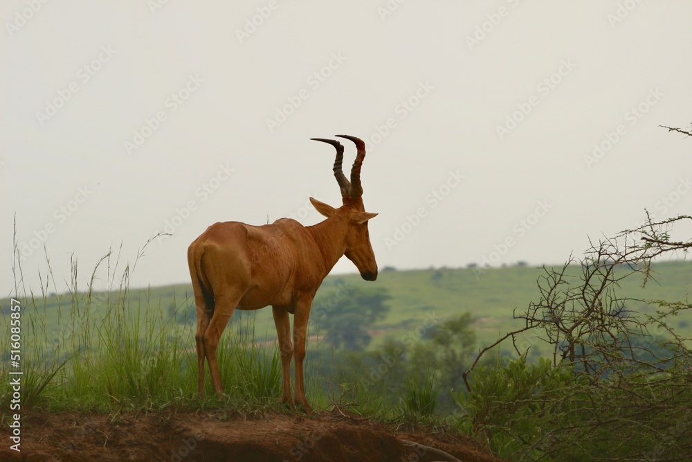 Fototapeta premium antelope in the savannah in uganda
