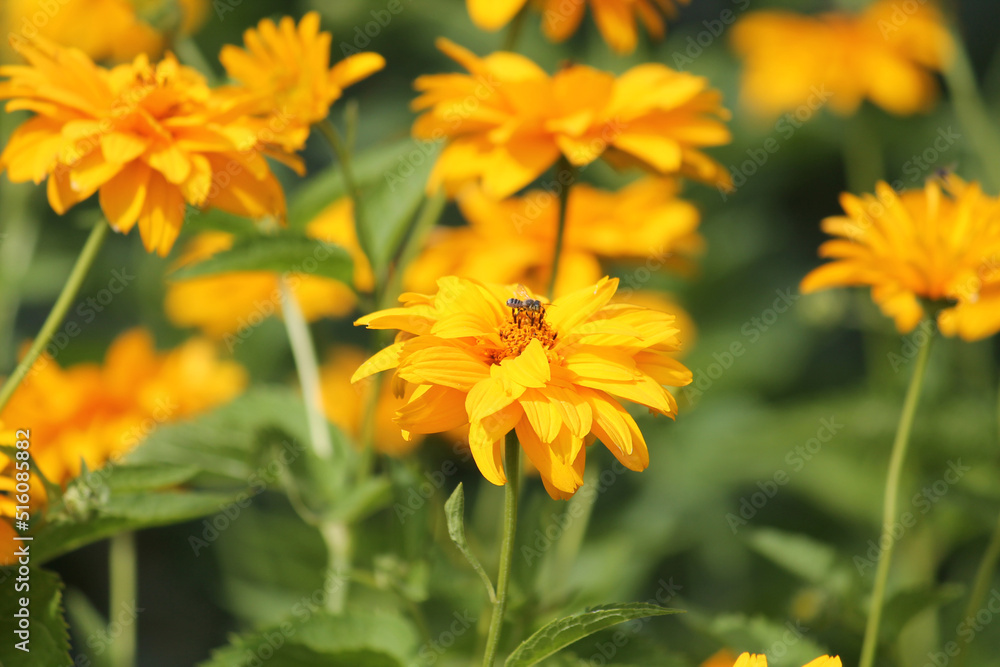 Naklejka premium Flowering rough oxeye (Heliopsis helianthoides) plant with yellow flowers and green leaves in summer garden