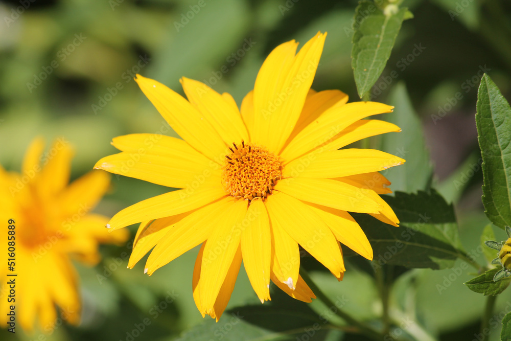 Yellow flower of rough oxeye (Heliopsis helianthoides) plant close-up in summer garden Yellow flower of rough oxeye (Heliopsis helianthoides) plant close-up in summer garden