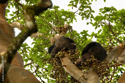 Slika na platnu chimps in the jungle of uganda
