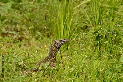 lizard on the ground in uganda © PandaFrog