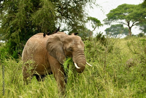 elephants in the savannah in uganda