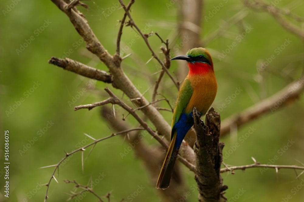 bee eater perched on branch bee eater perched on branch