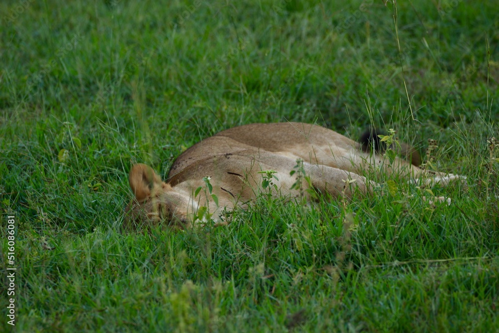 Fototapeta premium baby lion posing on the ground in the savanna uganda
