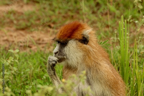 close up of a monkey in uganda savanah