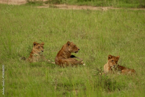 lion and lioness in uganda