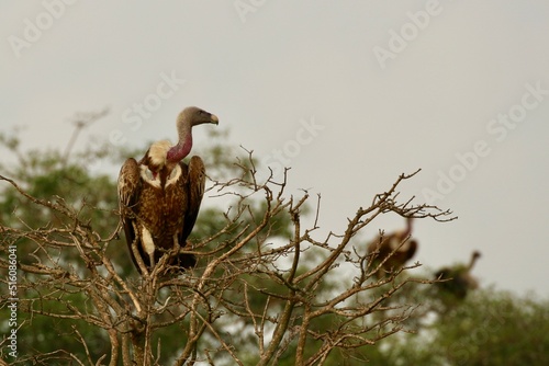 vulture sunbading in the savanah  in uganda