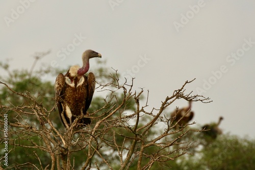 vulture sunbading in the savanah  in uganda photo