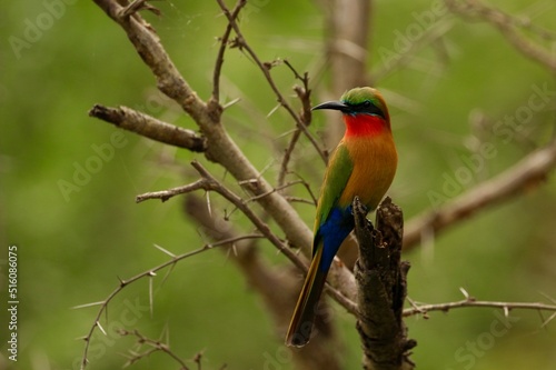 bee eater perched on branch