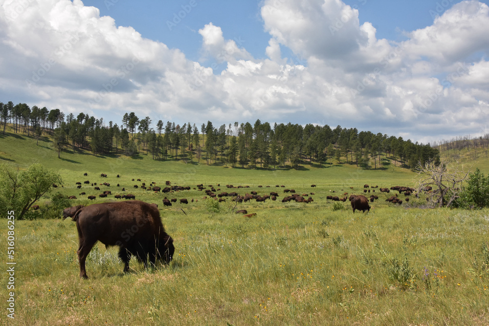 Herd of a American Buffalo in a Field