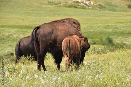 Bison Family Grazing in a Grass Field