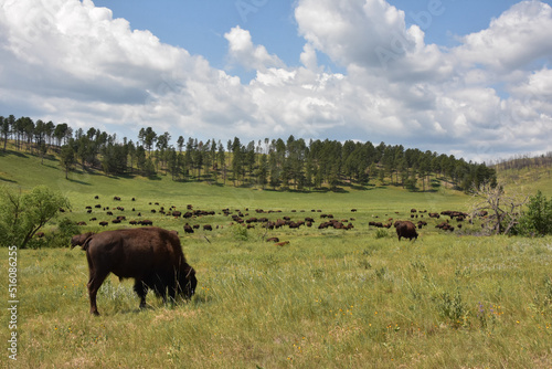 Herd of a American Buffalo in a Field