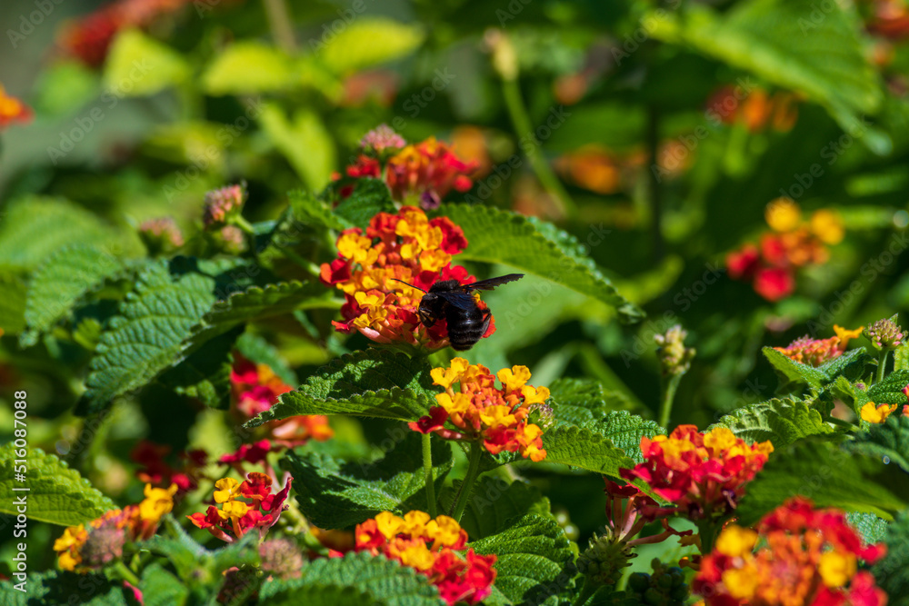 Bumblebee pollinating and extracting nectar from flowers Bumblebee pollinating and extracting nectar from flowers