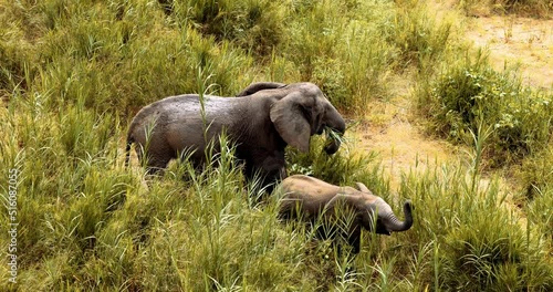 Top down view, Baby Elephant in Wild Africa, National park, African Safari