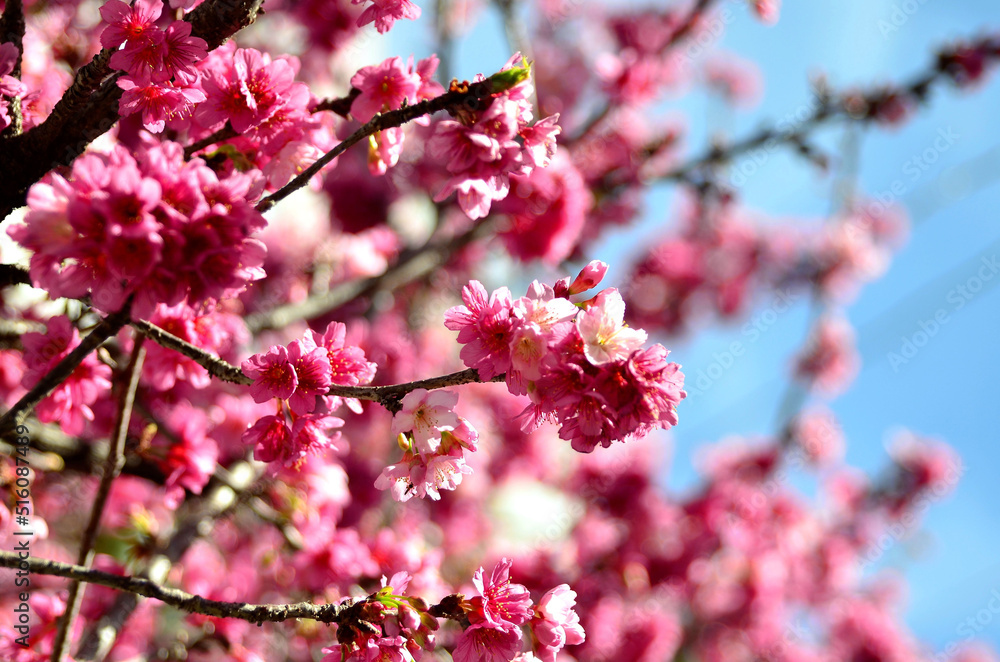 Galhos da Prunus campanulata repleta de flores