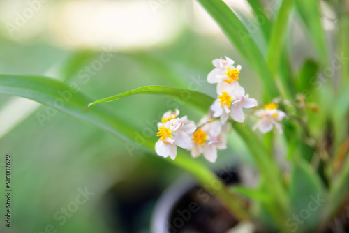 The blooming flowers of yellow Oncidium sotoanum in the garden photo