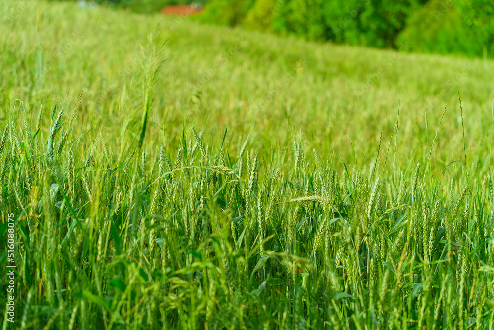 Green ears of a wheat field close-up, agronomic culture, crop production and agriculture, reduction of sown area for grain crops, copy space Green ears of a wheat field close-up, agronomic culture, crop production and agriculture, reduction of sown area for grain crops, copy space