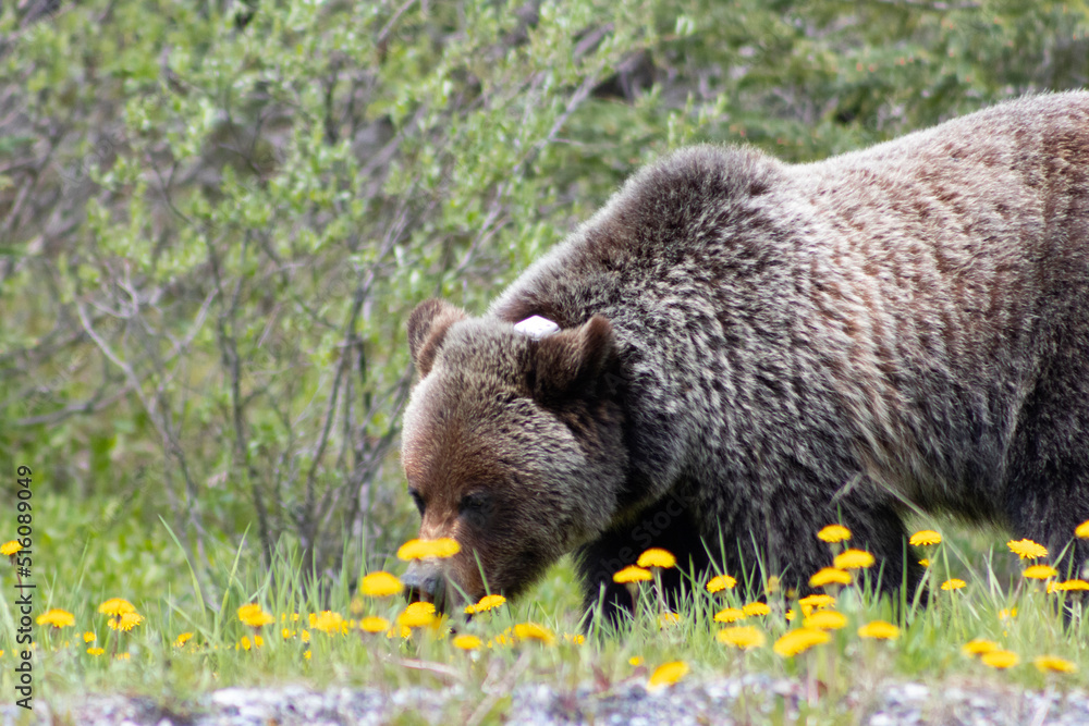 Naklejka premium Grizzly Bear walking in grass eating dandelions on bright sunny day. close up