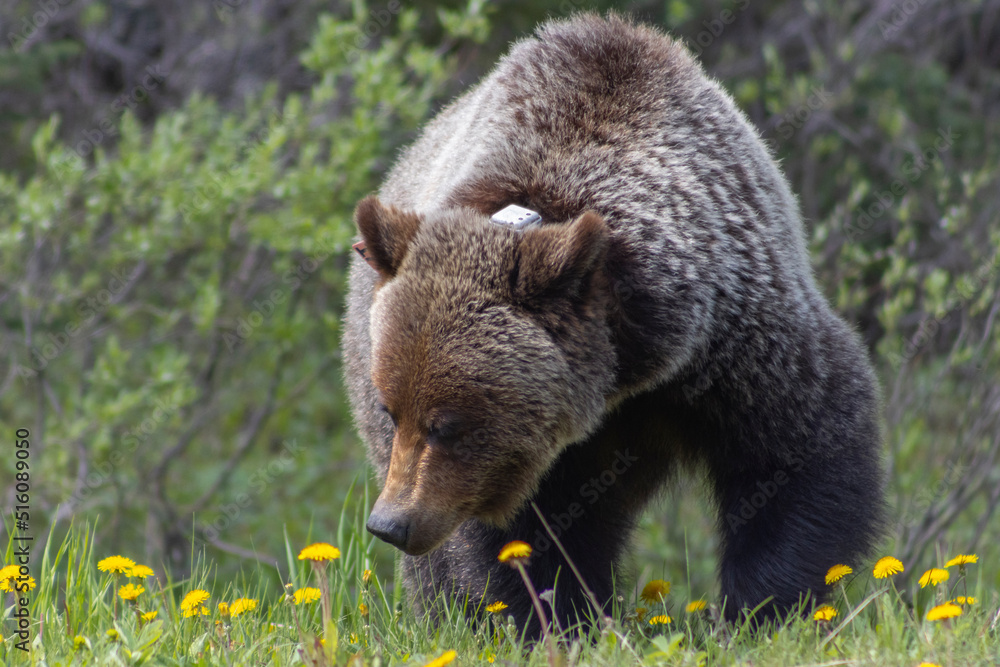 collared grizzly bear on roadside eating dandelions 