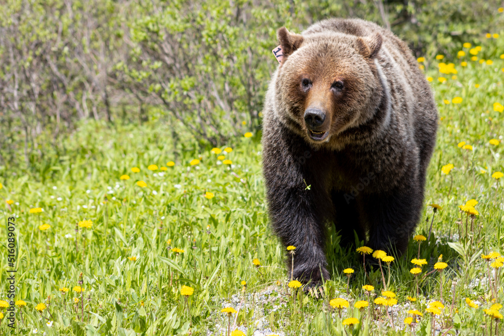 Grizzly Bear walking in grass eating dandelions on bright sunny day. close up Grizzly Bear walking in grass eating dandelions on bright sunny day. close up
