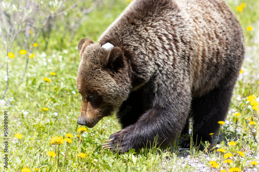 Obraz premium brown bear in the woods