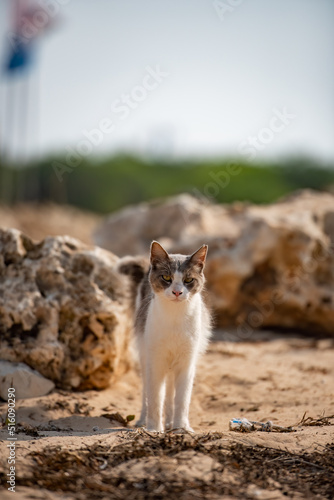 cat on the beach © Krzysztof