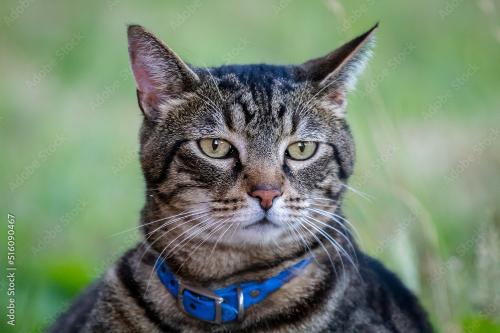 A tabby cat relaxing and enjoying the day