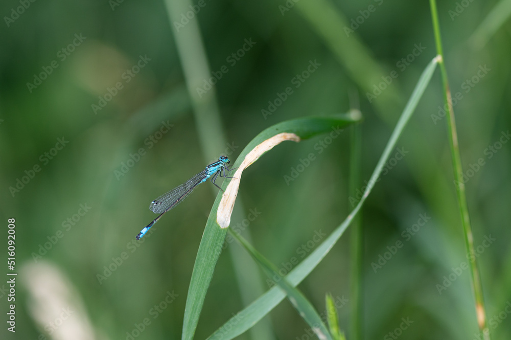 Ischnura elegans - Blue-tailed damselfly - Ischnure élégante Ischnura elegans - Blue-tailed damselfly - Ischnure élégante