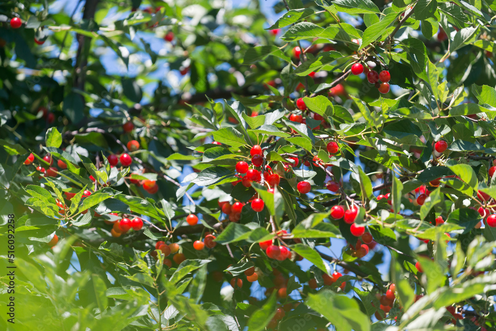 ripe sour cherries on branches