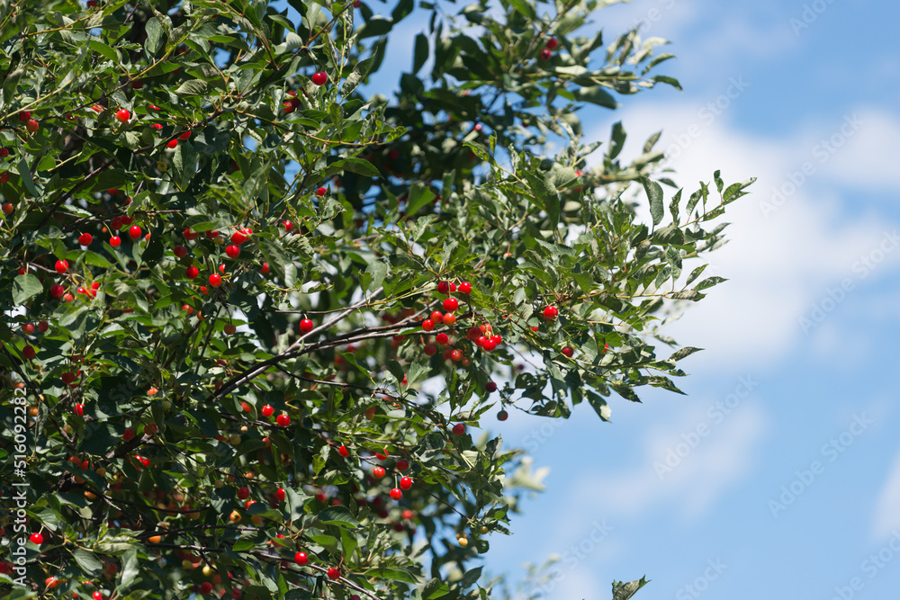 branches with tart cherries and blue sky with clouds