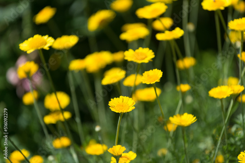 yellow asters on a green background