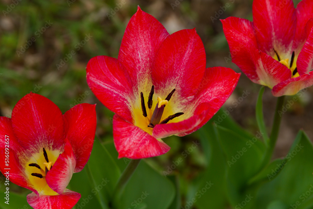 Fototapeta premium Red tulip flowering close up.