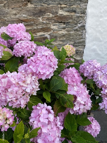 Fotos von Blumen, Regen, Natur, Garten, Wiese, Wolken und Dingen