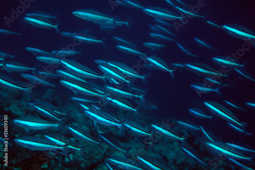 ドロップオフの魚　魚の群れ　クマザサハナムロ photo