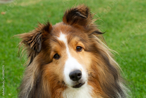 Portrait of a Sable Sheltie  Shetland Sheepdog