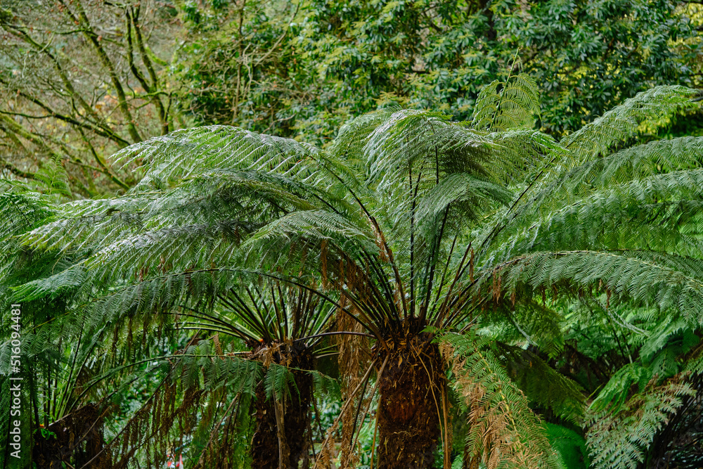 Obraz premium The tree ferns are arborescent (tree-like) ferns that grow with a trunk elevating the fronds above ground level, making them trees. Most tree ferns are members of the