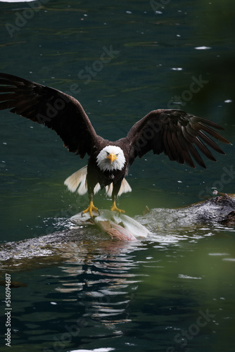 American Bald Eagle Fishing in a Lake