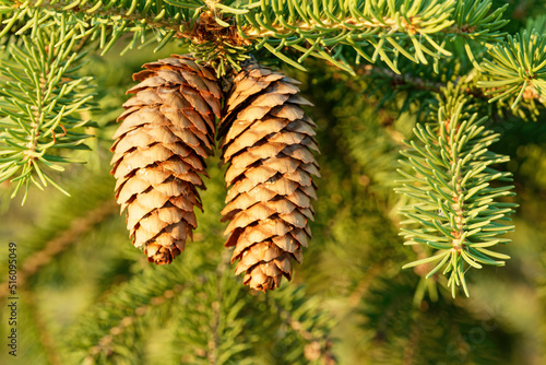 branches with pine cones
