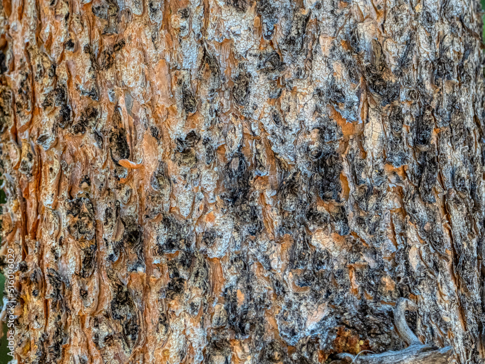 Closeup of tree bark Closeup of tree bark