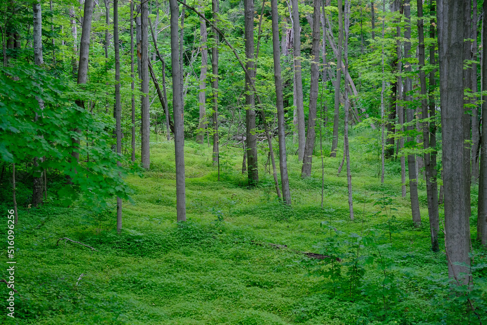 Fototapeta premium A fresh green forest in the morning