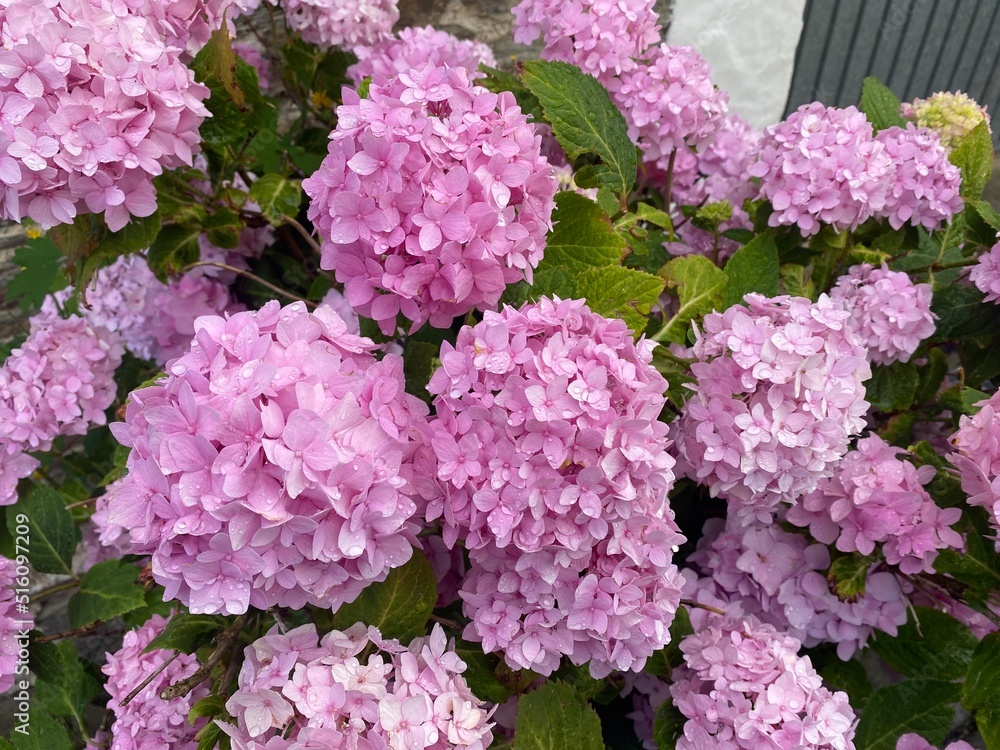 Fotos von Blumen, Regen, Natur, Garten, Wiese, Wolken und Dingen Fotos von Blumen, Regen, Natur, Garten, Wiese, Wolken und Dingen